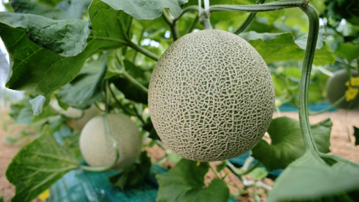 渥美アールスメロン